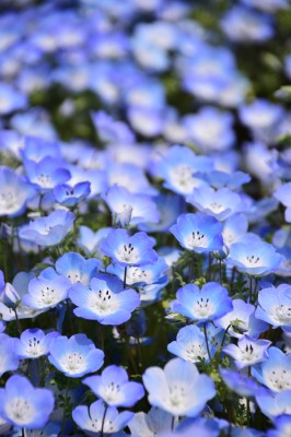 茨城ドライブ ひたち海浜公園 ネモフィラ またべえ ひたちなか温泉 喜楽里別邸 ぴょんの Pop Life