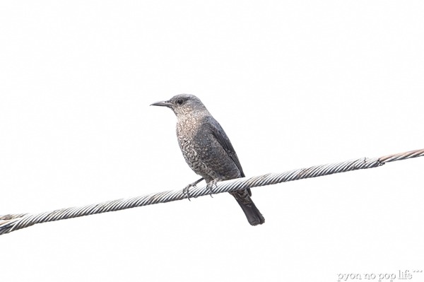 DSC_6616 trimingresized