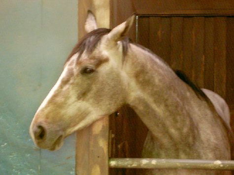 馬事公苑 ホースショー サイゴウジョンコお別れ会 : ○○○ぴょんの 
