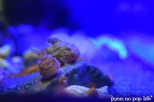 blogDSC_9184 - ���ԡ�