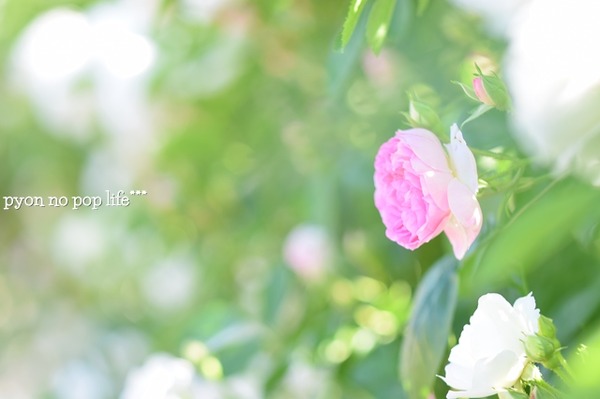 DSC_6238 - ���ԡ�resized