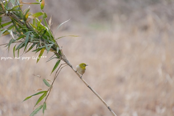 DSCF9261 - ���ԡ�resized