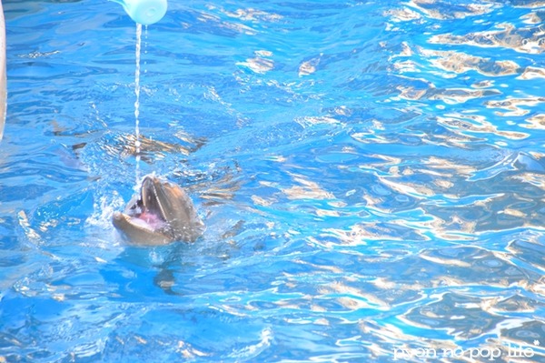 blogDSC_9228 - ���ԡ�