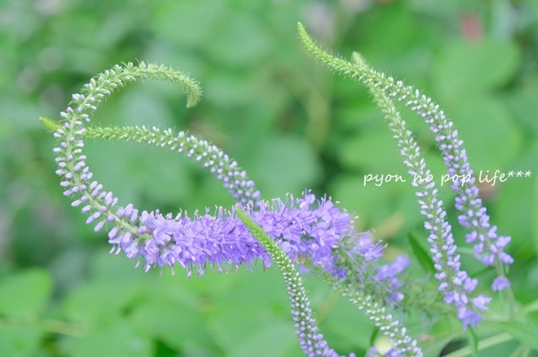 DSCF2077 - ���ԡ�resized