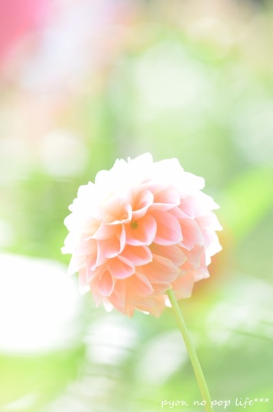 DSC_7516 - コピーresized