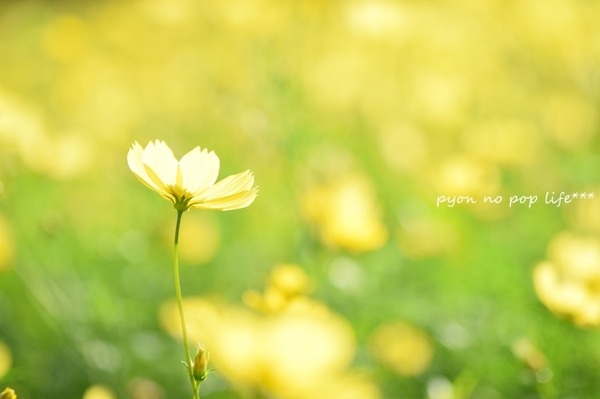 DSC_6786 - コピーresized