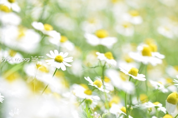 DSC_6135 - ���ԡ�resized