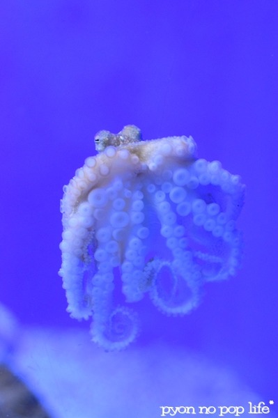 blogDSC_9083 - ���ԡ�