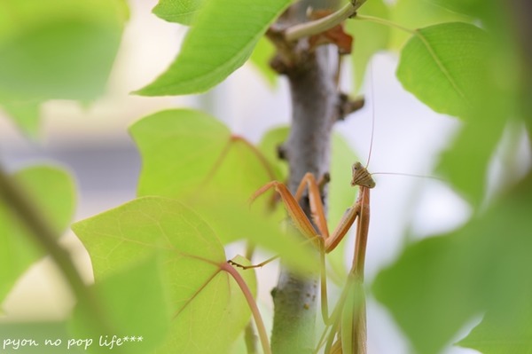 DSC_6567 - ���ԡ�resized