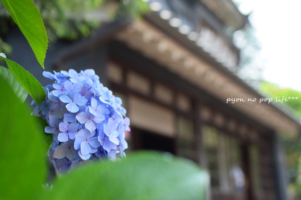 DSC_3101 - コピーresized