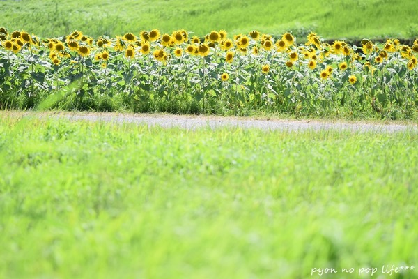 DSC_4212 - コピーresized