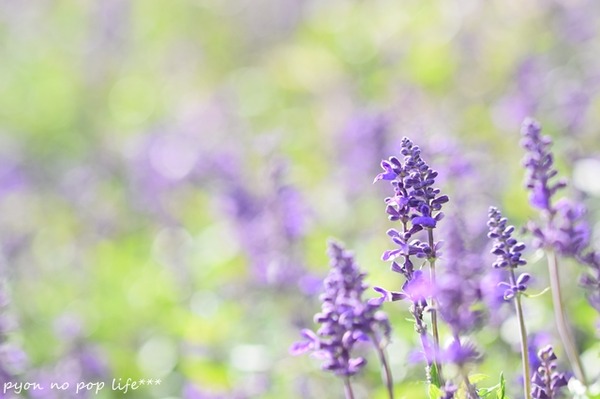 DSC_7082 - コピーresized