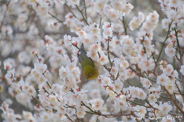 DSCF8585 - ���ԡ�resized