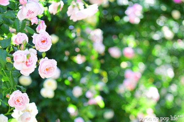 DSC_6399 - ���ԡ�resized