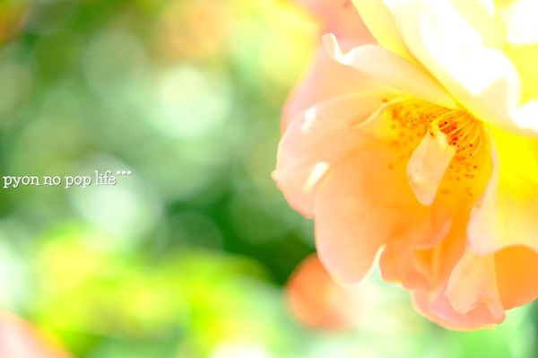 DSCF2306 - ���ԡ�resized