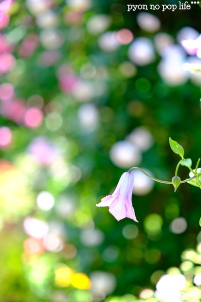 DSCF2333 - ���ԡ�resized