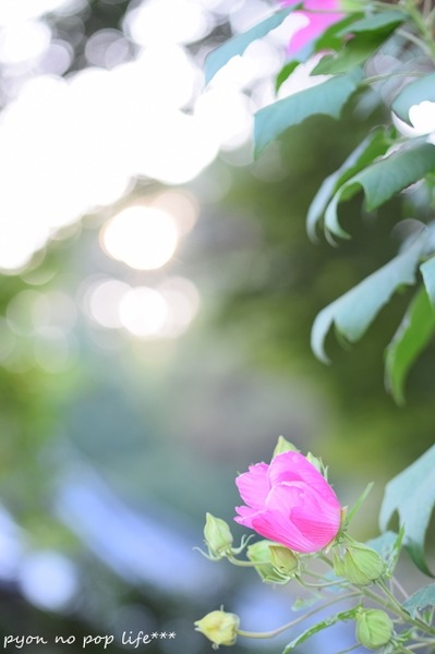 DSC_7001 - コピーresized