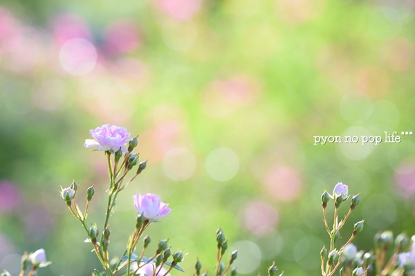 DSC_6293 - ���ԡ�resized