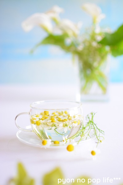 DSC_0512 - ���ԡ� �ȥ�ߥ� - ���ԡ�