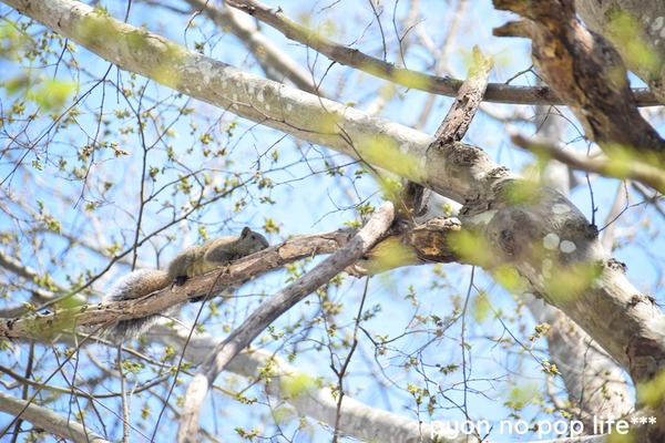 DSC_7480 - ���ԡ�