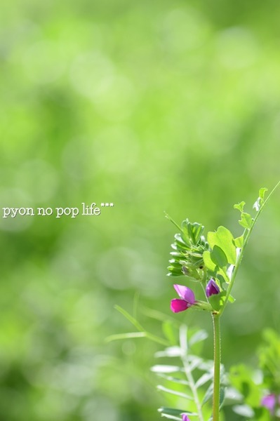 DSC_4854 - ���ԡ�resized