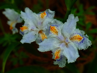 R0042529