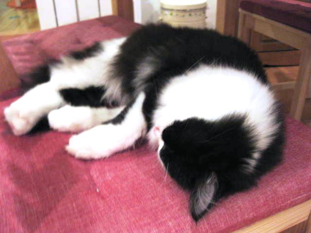 猫カフェ ハピ猫 ぴょんの Pop Life