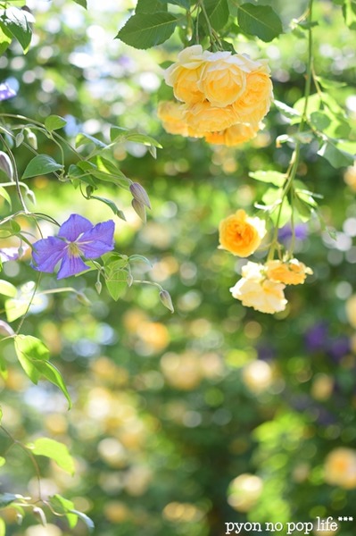 DSC_6335 - ���ԡ�resized