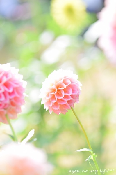 DSC_7545 - コピーresized