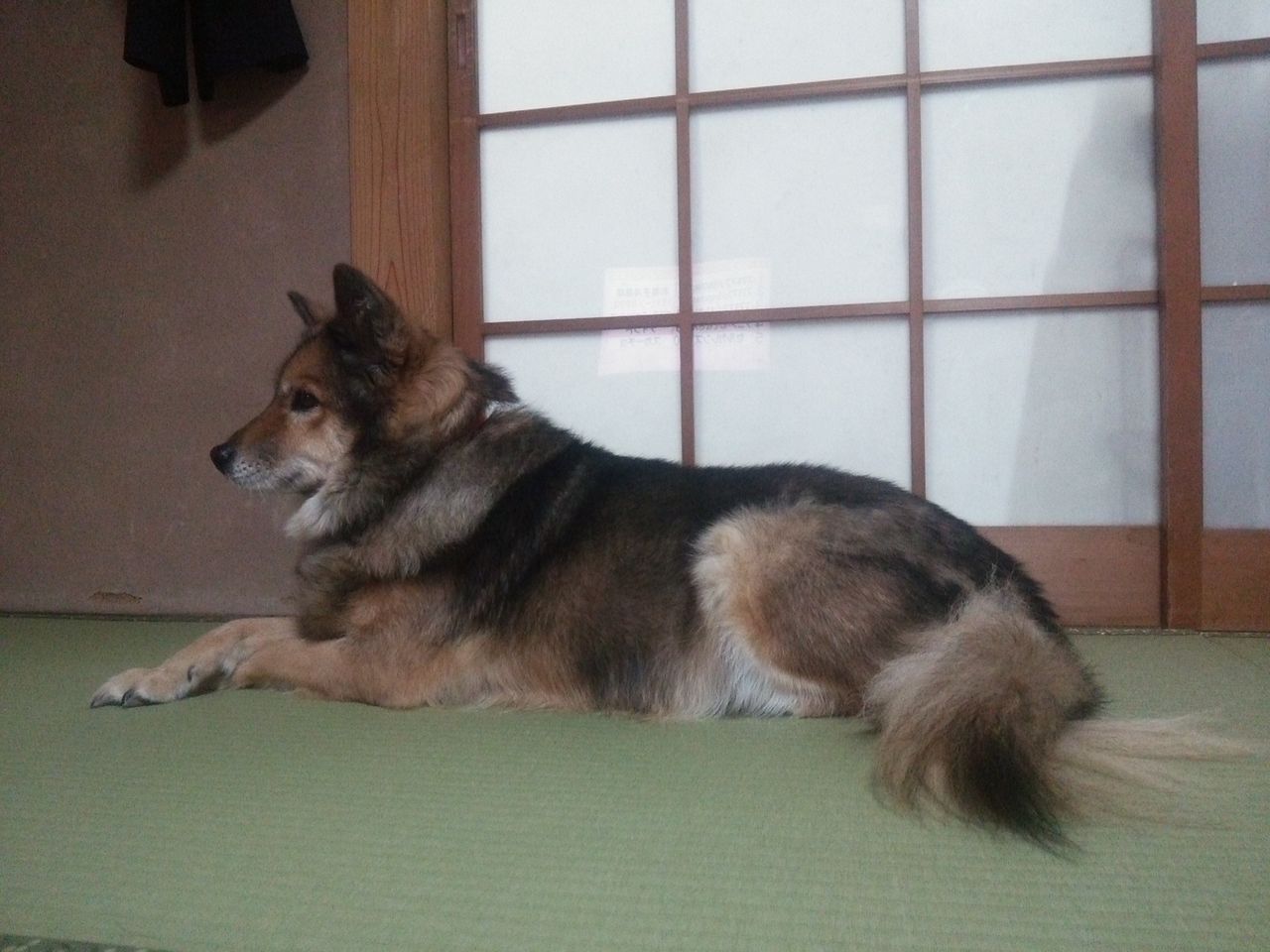 画像あり ワイの犬の座り方について ちょっと気になる日々まとめ 画像あり ワイの犬の座り方について ちょっと気になる日々まとめ