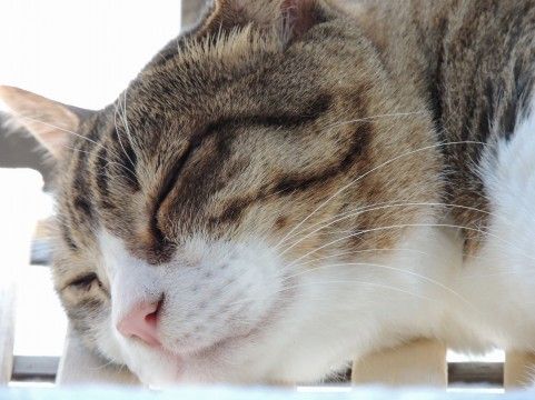 悲報 なんj民 生き物苦手板でキ 呼ばわり ちょっと気になる日々まとめ
