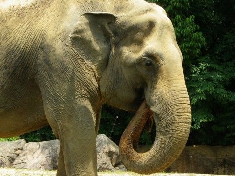 ゾウ 飼育員殺した結果wwwwwwwwwwwwwwwwwwwww ちょっと気になる日々まとめ ゾウ 飼育員殺した結果wwwwwwwwwwwwwwwwwwwww ちょっと気になる日々まとめ