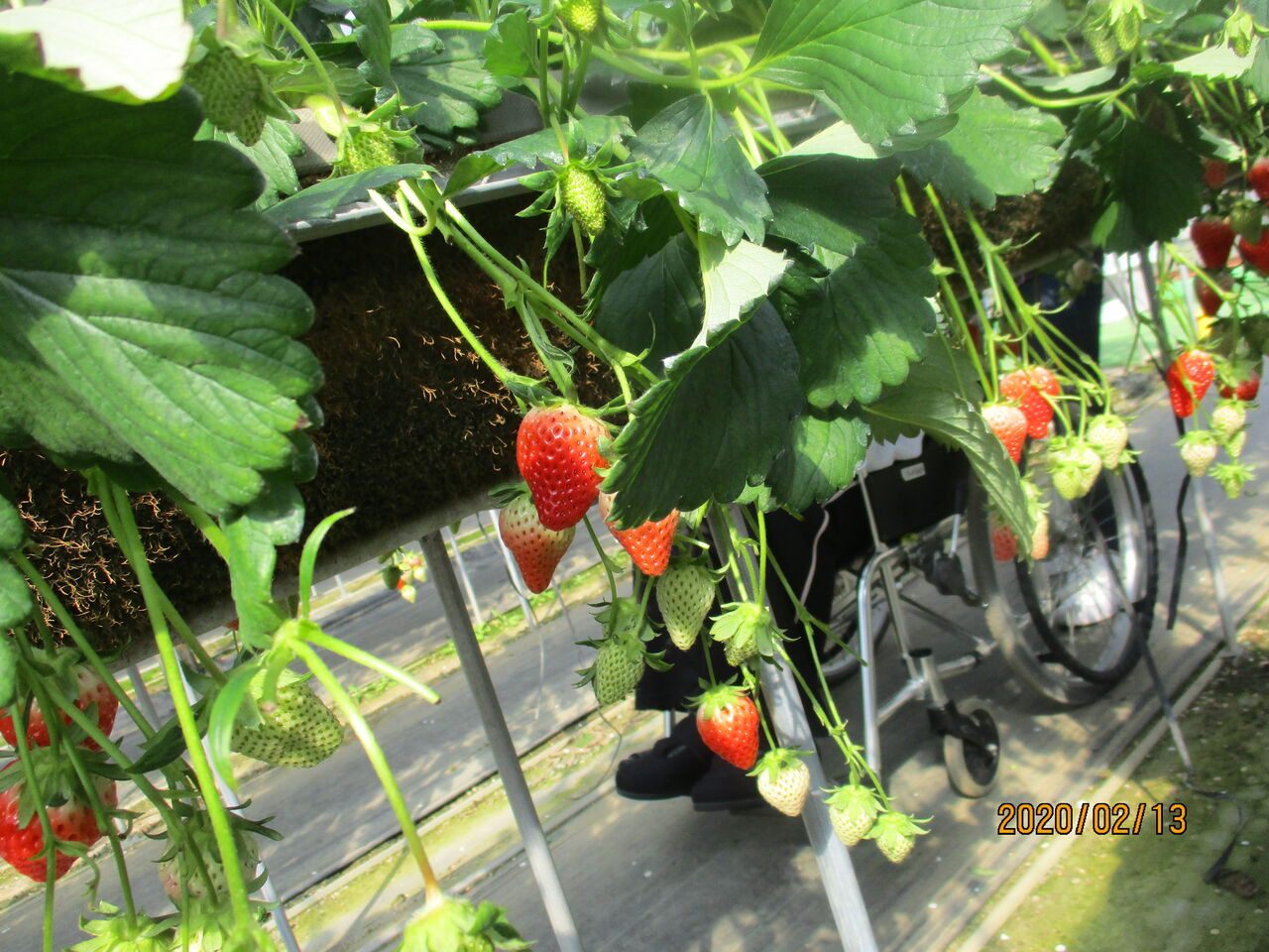 ２月１３日はいちご狩りへ 彡 ホームステーションらいふ湘南かねか湯河原のブログ O
