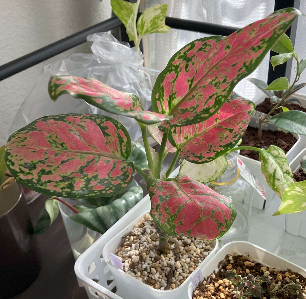 ダイソー】アグラオネマ・アンヤマニーレッド【成長記録】 : 植物の