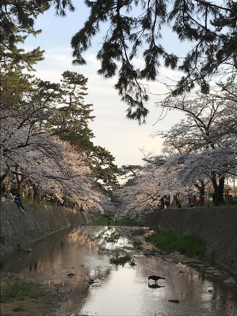 桜1