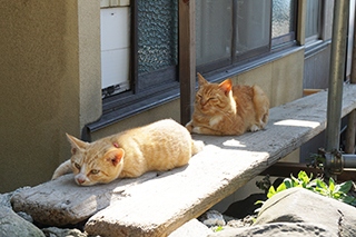 男木島・ネコ編（2015.11.18-19） : Lifesphere