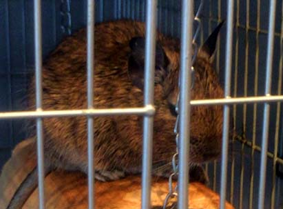 小動物たちと触れ合いたい人にピッタリなカフェ ハリネズミ フェレット モモンガ ウサギ ハムスターetcに出会える大阪 難波 小動物カフェ Rock Star ロックスター はっしんのトレンド