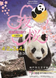 今年も市民待望の 王子公園 夜桜通り抜け イベント開催決定 園内の桜をライトアップして無料公開する神戸市灘区 王子動物園 夜桜通り抜け 16年4月2日 3日 4日 土 日 月 はっしんのイベント