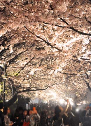 今年も市民待望の 王子公園 夜桜通り抜け イベント開催決定 園内の桜をライトアップして無料公開する神戸市灘区 王子動物園 夜桜通り抜け 16年4月2日 3日 4日 土 日 月 はっしんのイベント