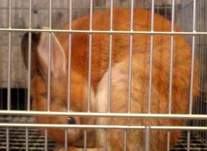 小動物たちと触れ合いたい人にピッタリなカフェ ハリネズミ フェレット モモンガ ウサギ ハムスターetcに出会える大阪 難波 小動物カフェ Rock Star ロックスター はっしんのトレンド