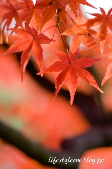 kouyou1