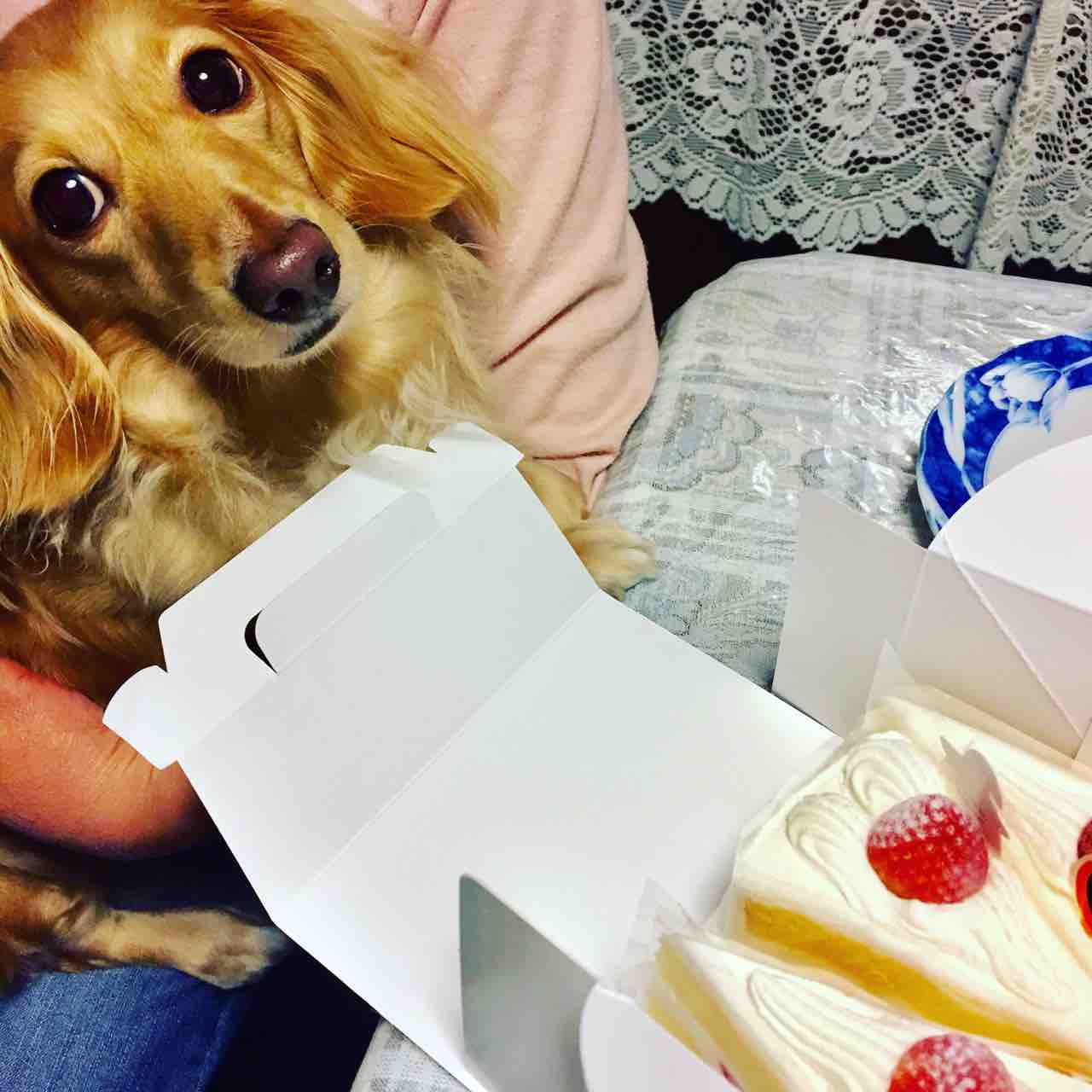 犬 Syolog 犬 Syolog