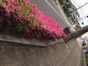IMG_6683