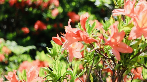 IMG_E3713