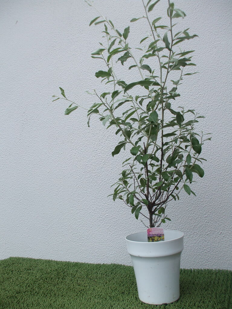 お花の教室 下田フラワーデザインサロン ロシアンオリーブの木を 頂きました ヤナギバグミ お花の教室 下田フラワーデザインサロン ロシアンオリーブの木を 頂きました ヤナギバグミ