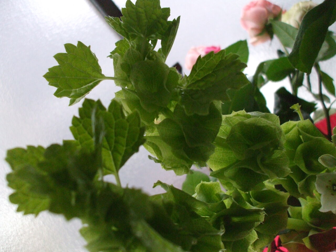 モルセラの葉っぱ ご覧になった事はありますか 初めてお目にかかりました お花の教室 下田フラワーデザインサロン モルセラの葉っぱ ご覧になった事はありますか 初めてお目にかかりました お花の教室 下田フラワーデザインサロン