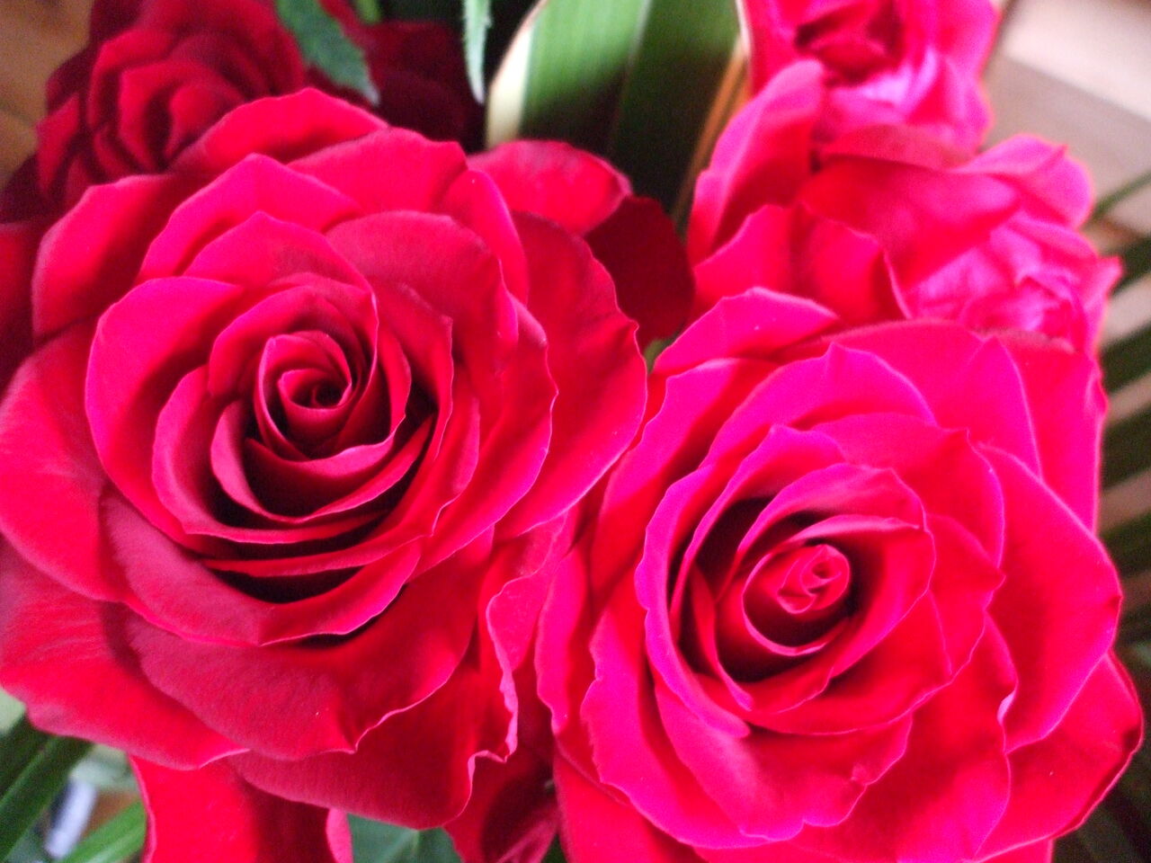 お花の教室 下田フラワーデザインサロン 薔薇のフラワーアレンジメントから ベースのグリーン のみにしてみた所 良いかも
