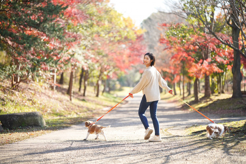 犬／散歩／女性／日本人／公園／紅葉／よそ見／ぶれ／暴走 (2)