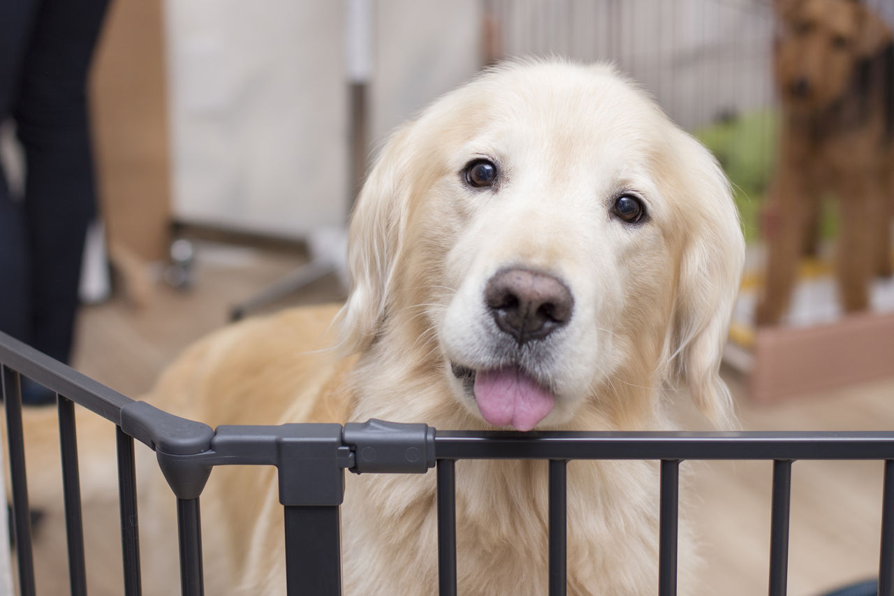 7月5日 6日ワンちゃん 千歳烏山のトリミングサロン Dogsalon Ligar リガール Blog