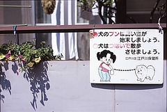 かわいい犬